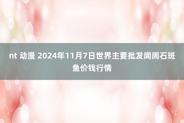 nt 动漫 2024年11月7日世界主要批发阛阓石斑鱼价钱行情