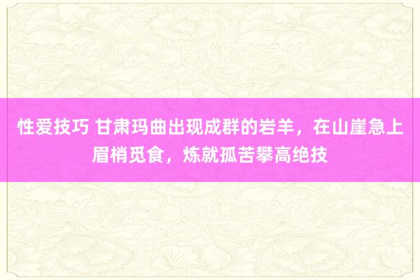 性爱技巧 甘肃玛曲出现成群的岩羊，在山崖急上眉梢觅食，炼就孤苦攀高绝技